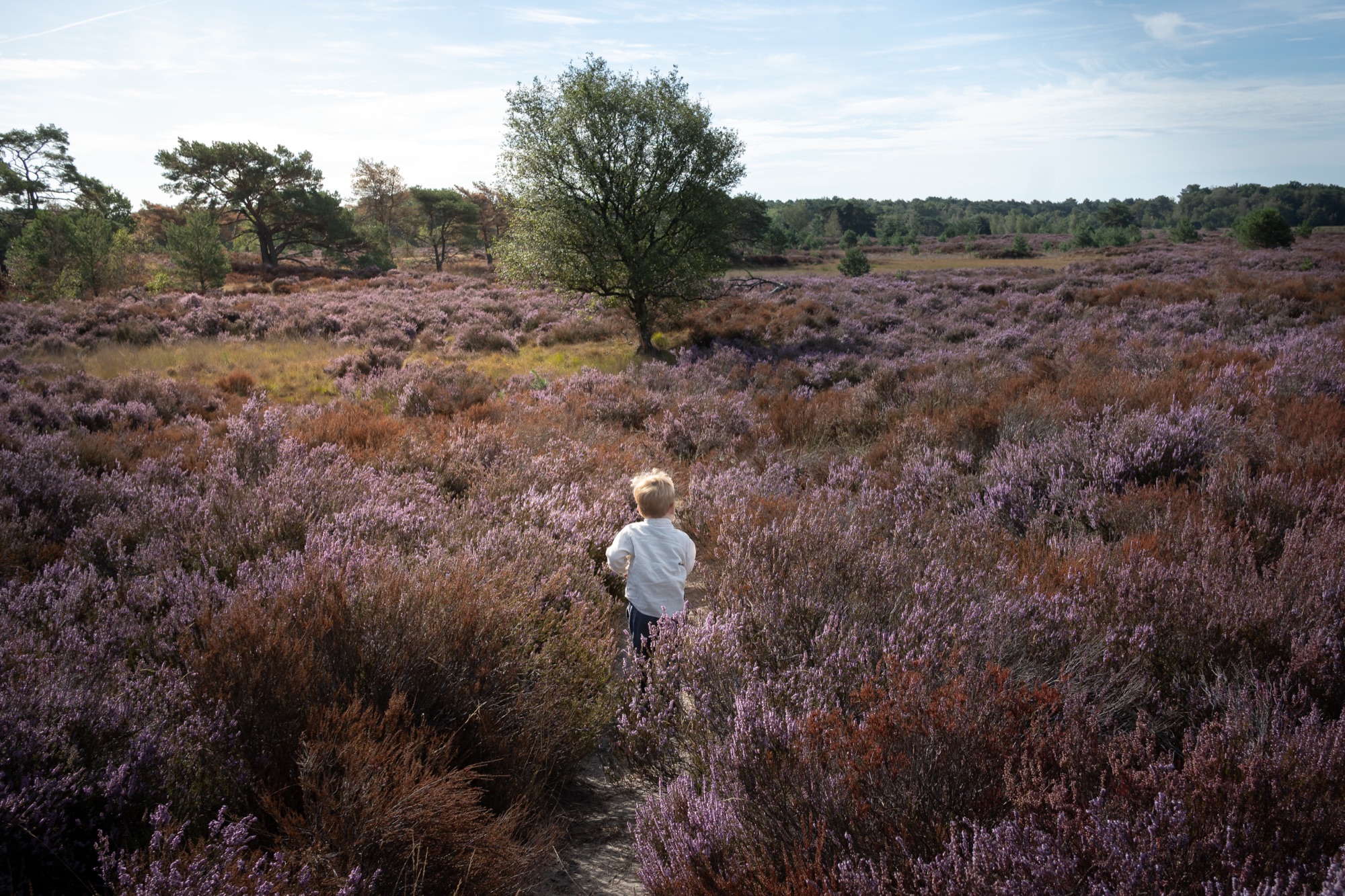 Jongetje loopt door de paarse heide