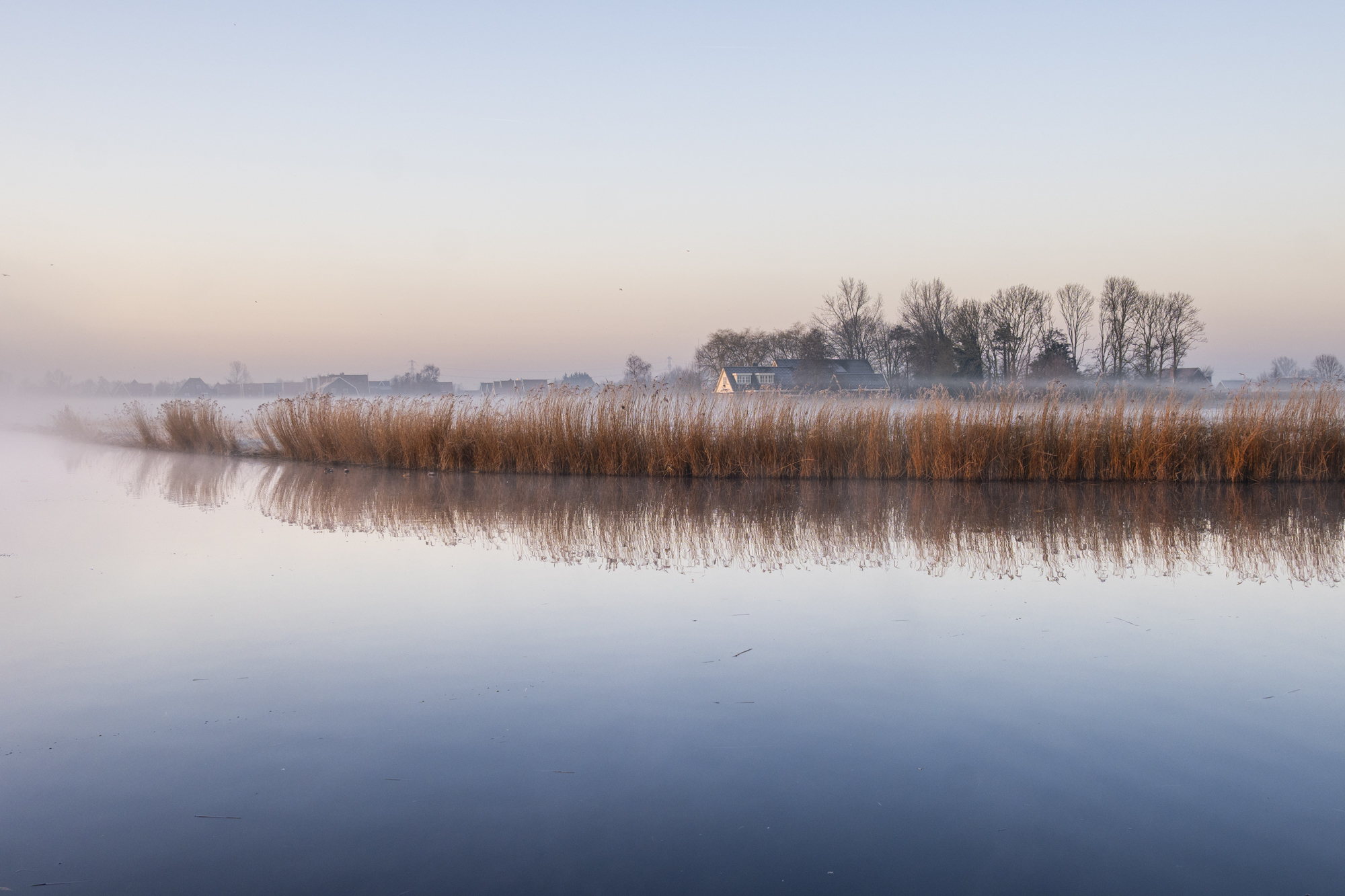 Rietkraag en bomen bij zonsopgang