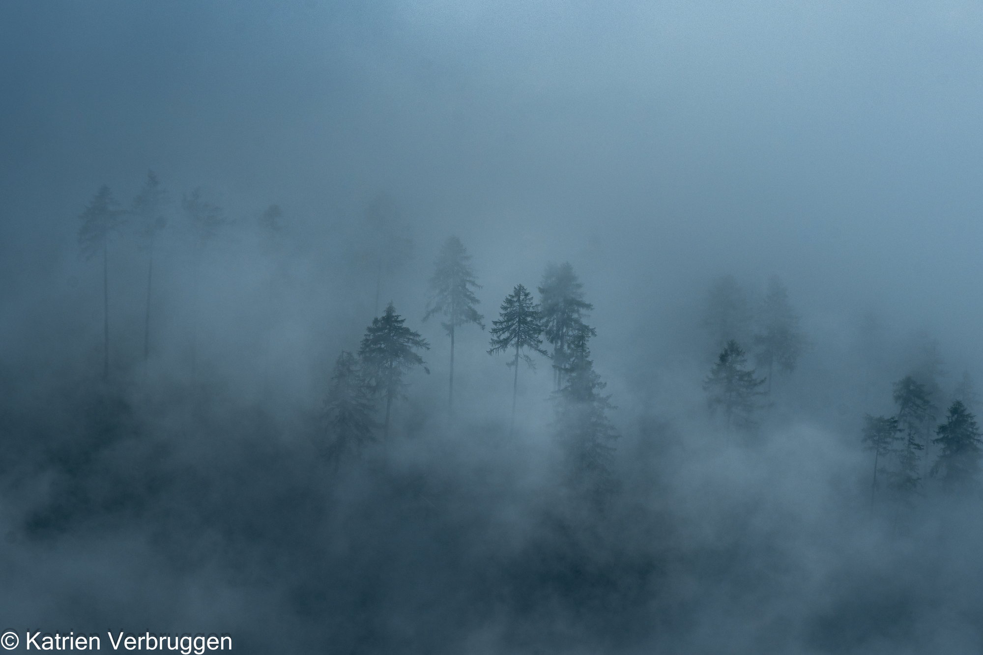 Dennenbomen in dichte mist