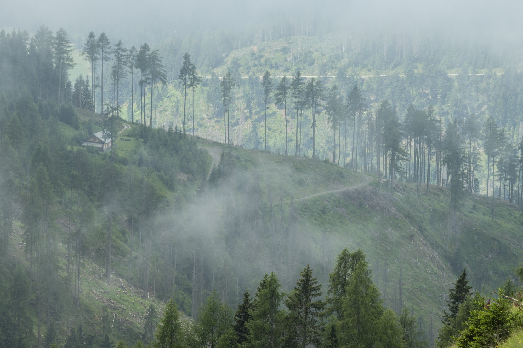 Mist die door een beboste bergflank trekt
