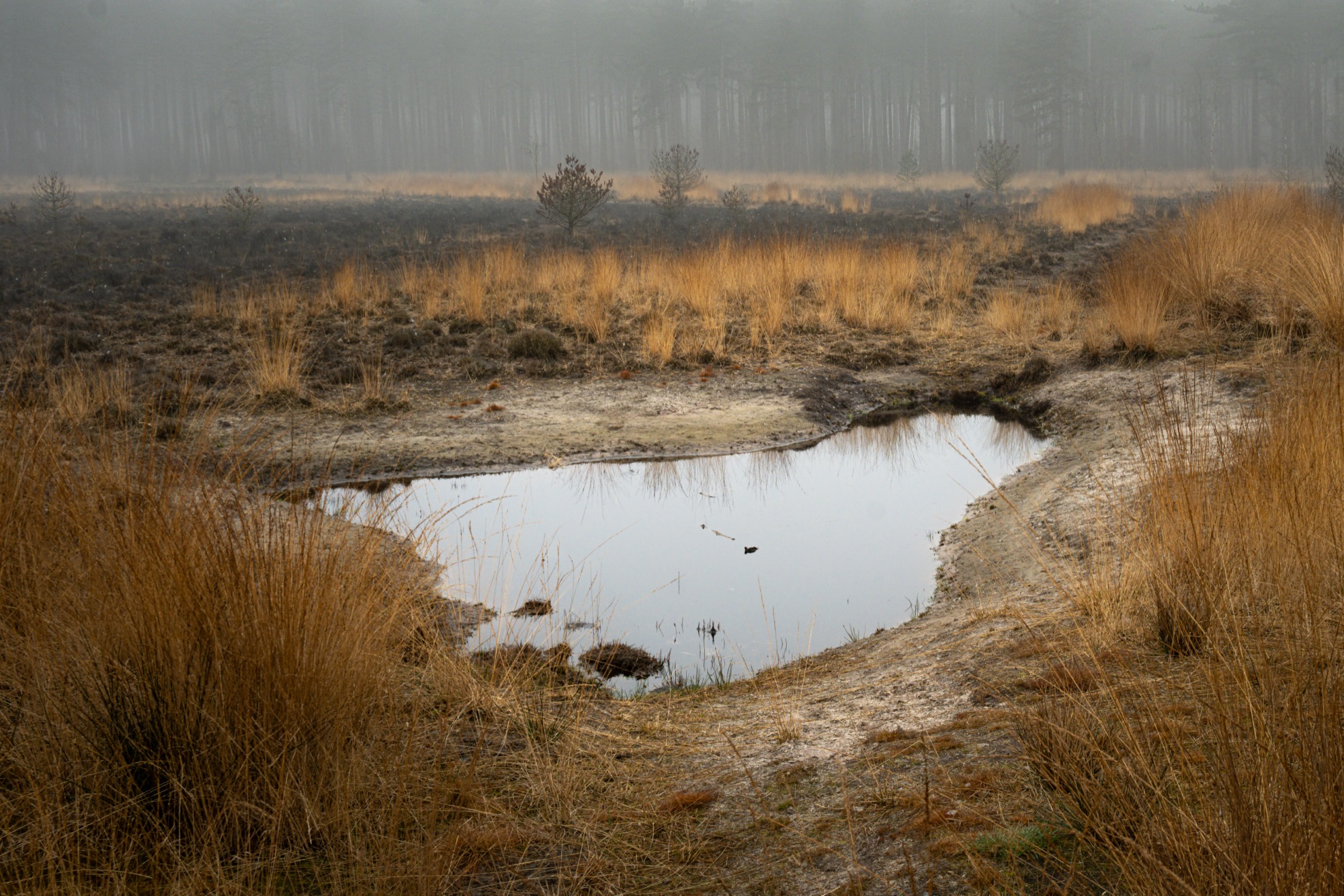 Plas in de mistige heide