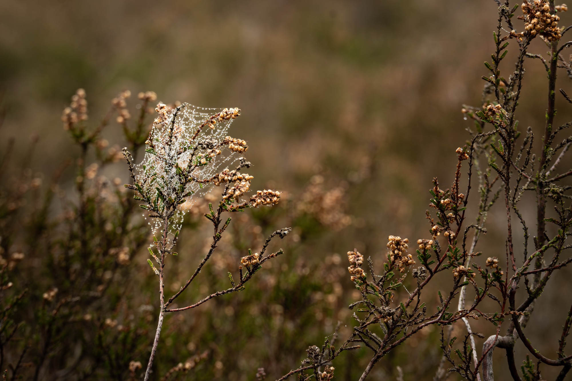 Spinnenweb met dauwdruppels in de heide
