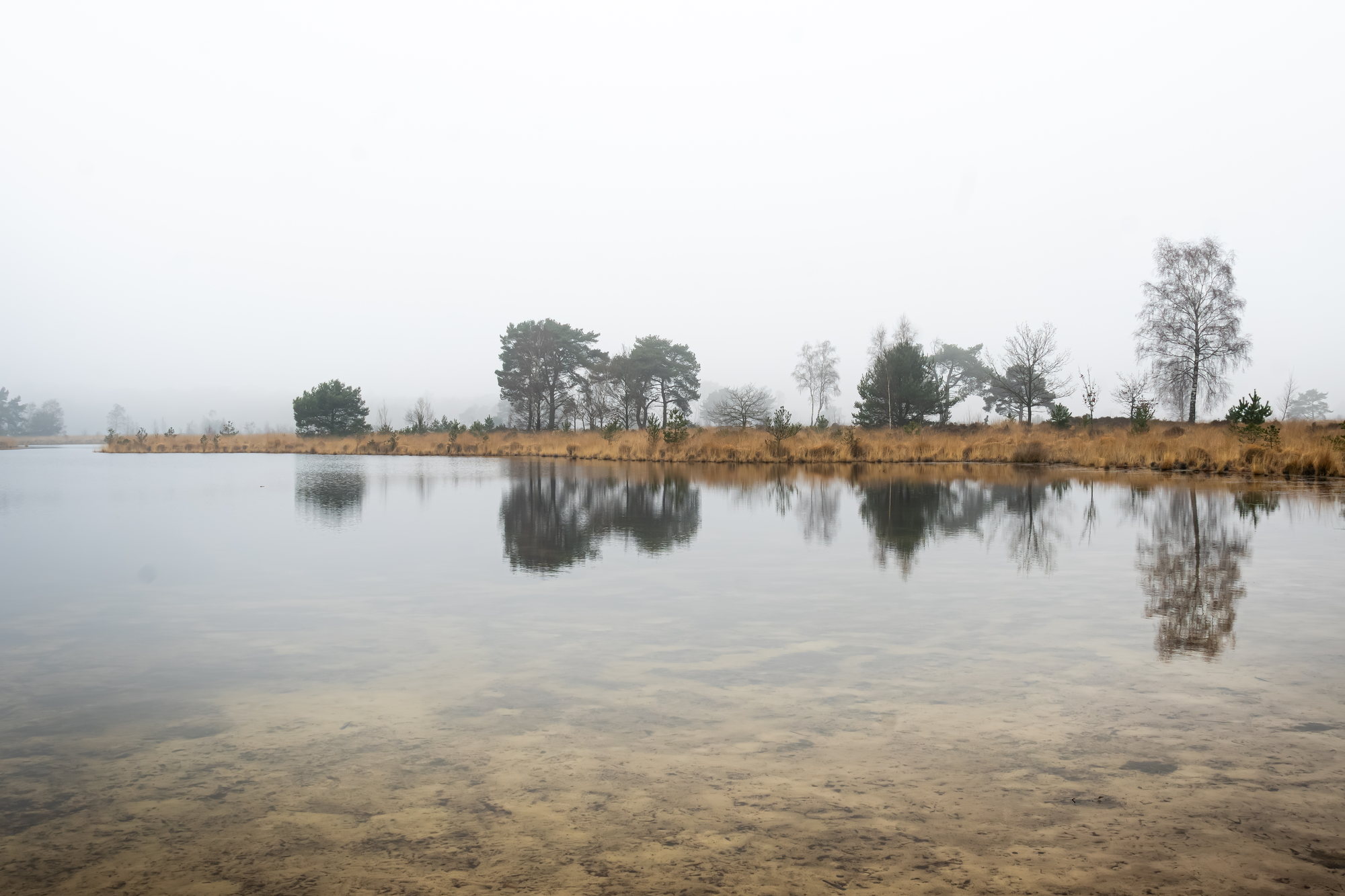 Bomen weerspiegeld in een stil meer