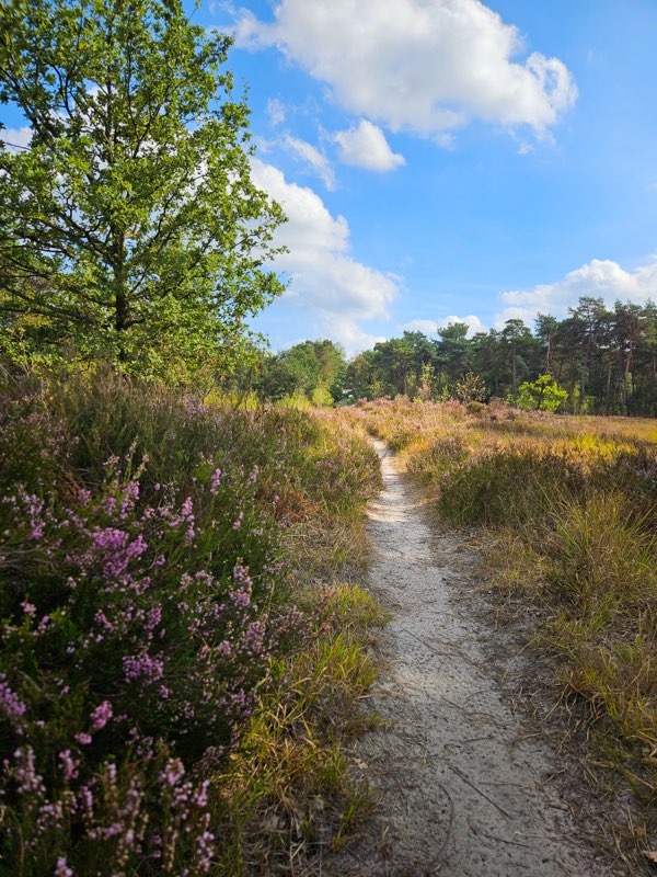 Zandpad door de bloeiende heide